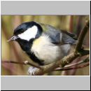 Parus major - Kohlmeise 09.jpg